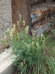 Astragalus williamsii
