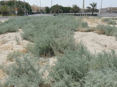 Cornulaca aucheri