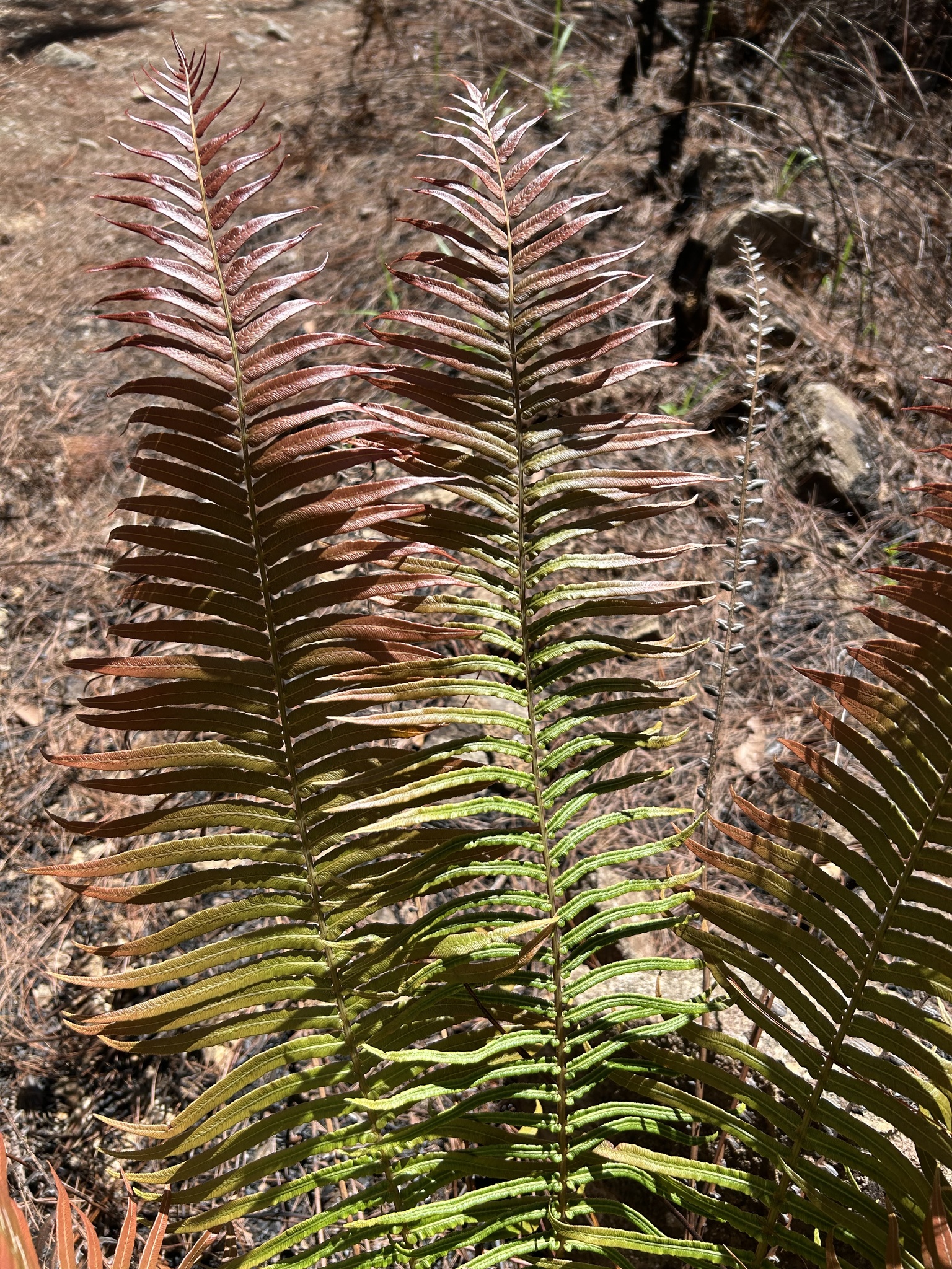 Brainea insignis (Brainea insignis)