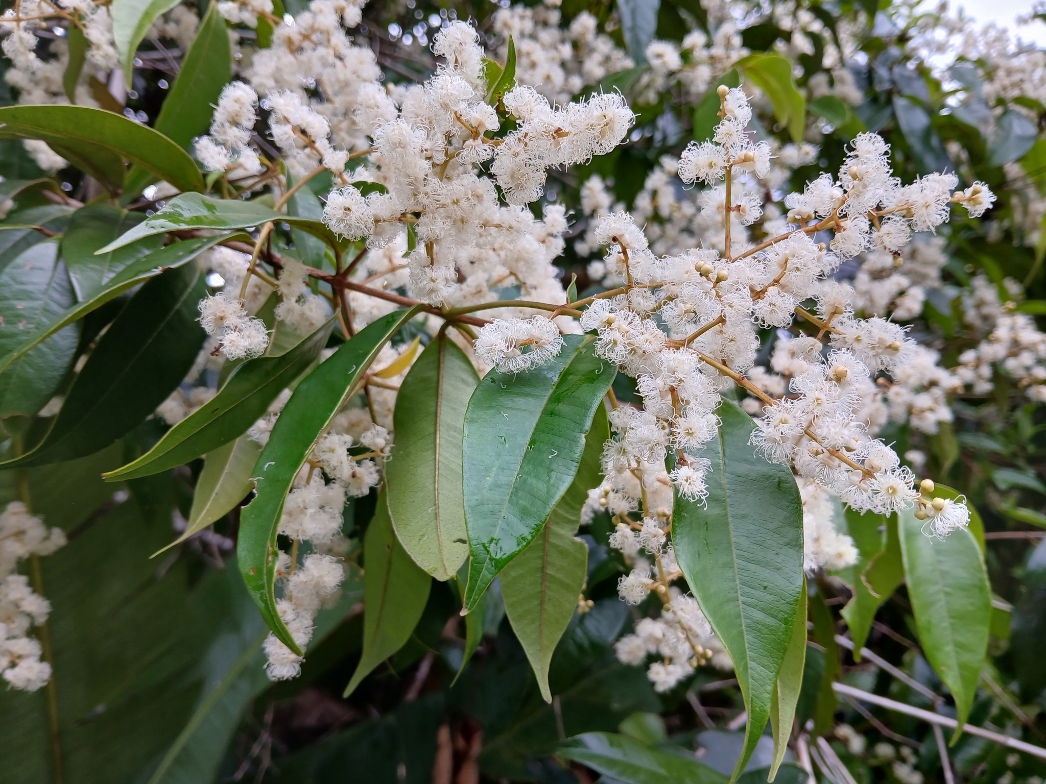 Imagem de Pedra-ume-caá