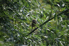 Pterorhinus sannio
