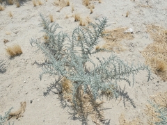 Cornulaca aucheri