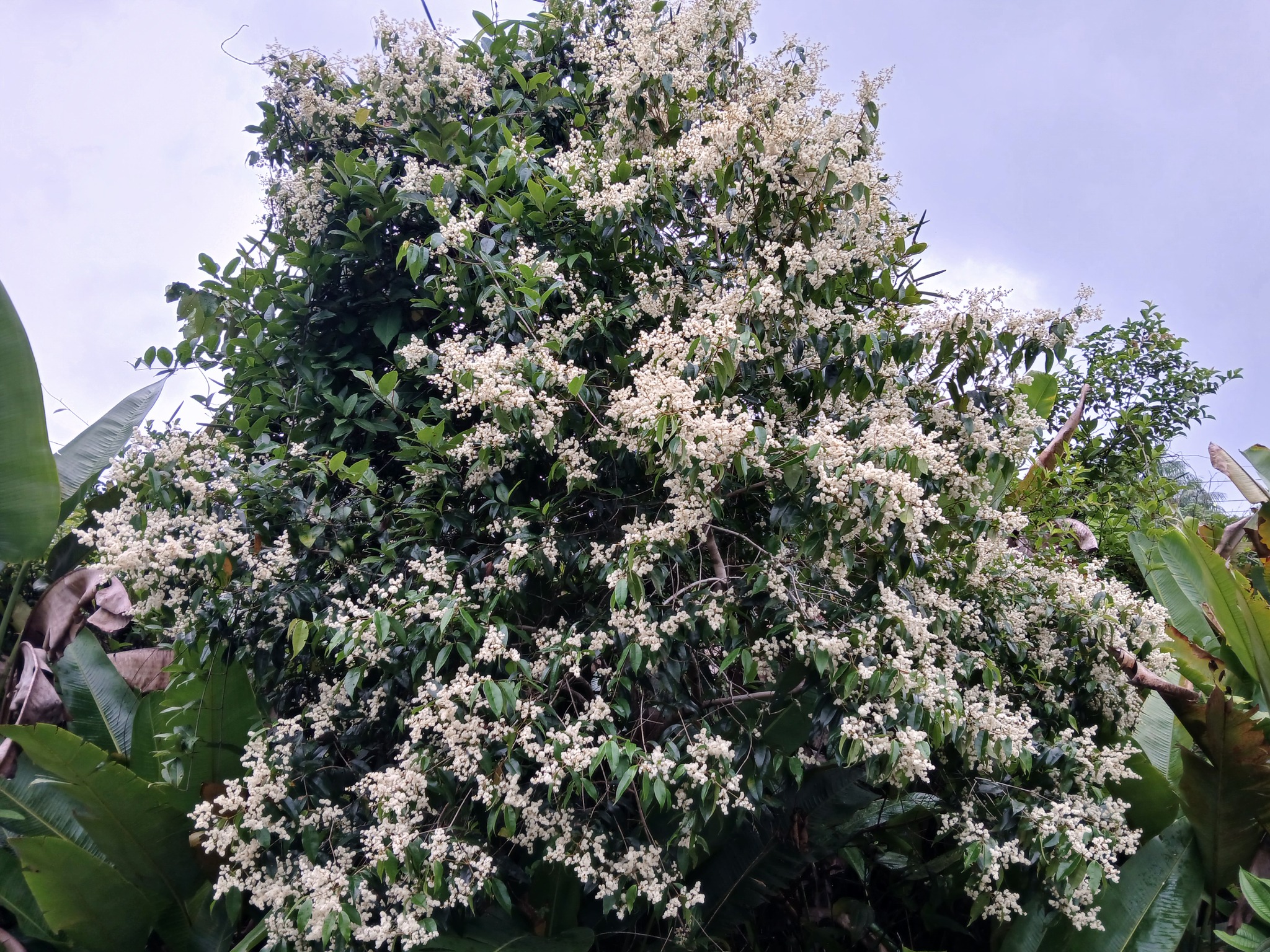 Imagem de Pedra-ume-caá