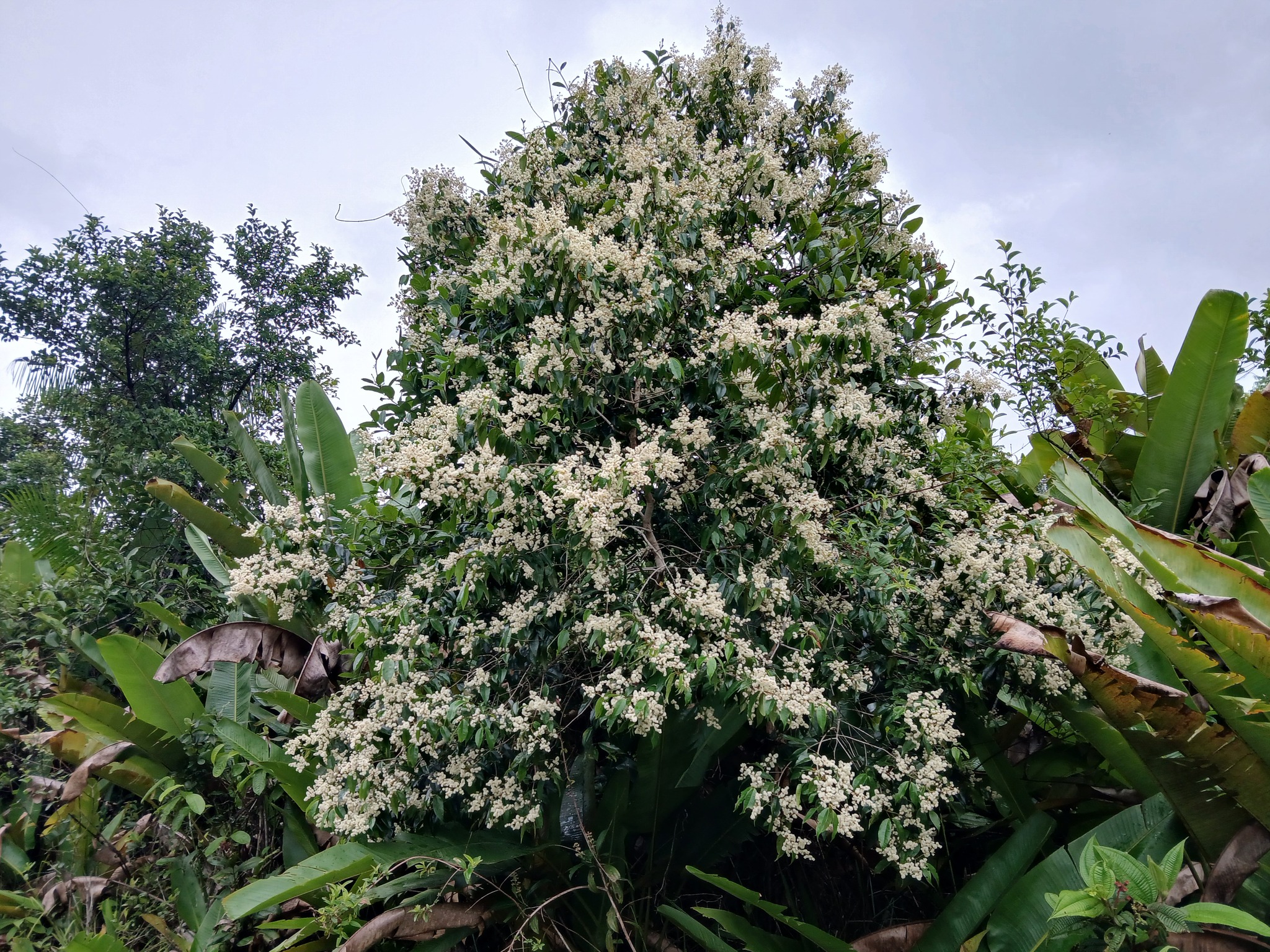 Imagem de Pedra-ume-caá