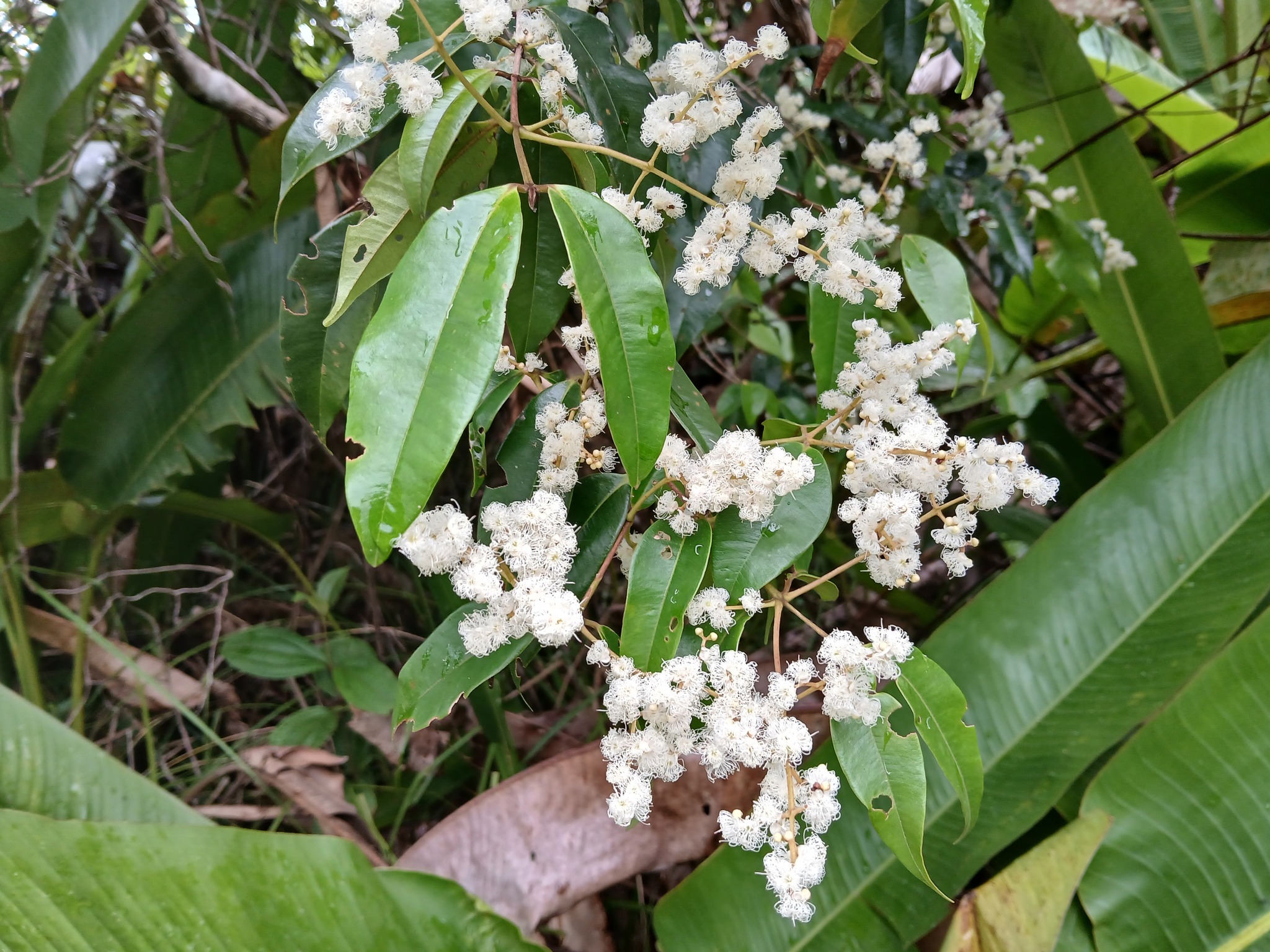 Imagem de Pedra-ume-caá