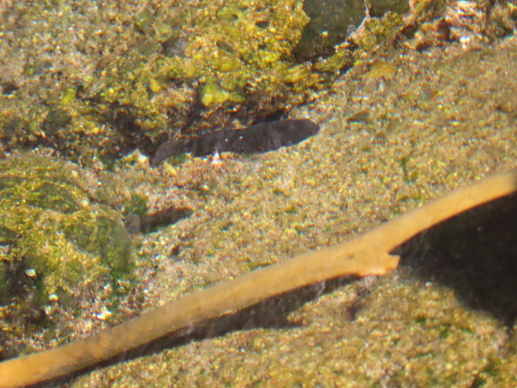 Chilean Blackfish