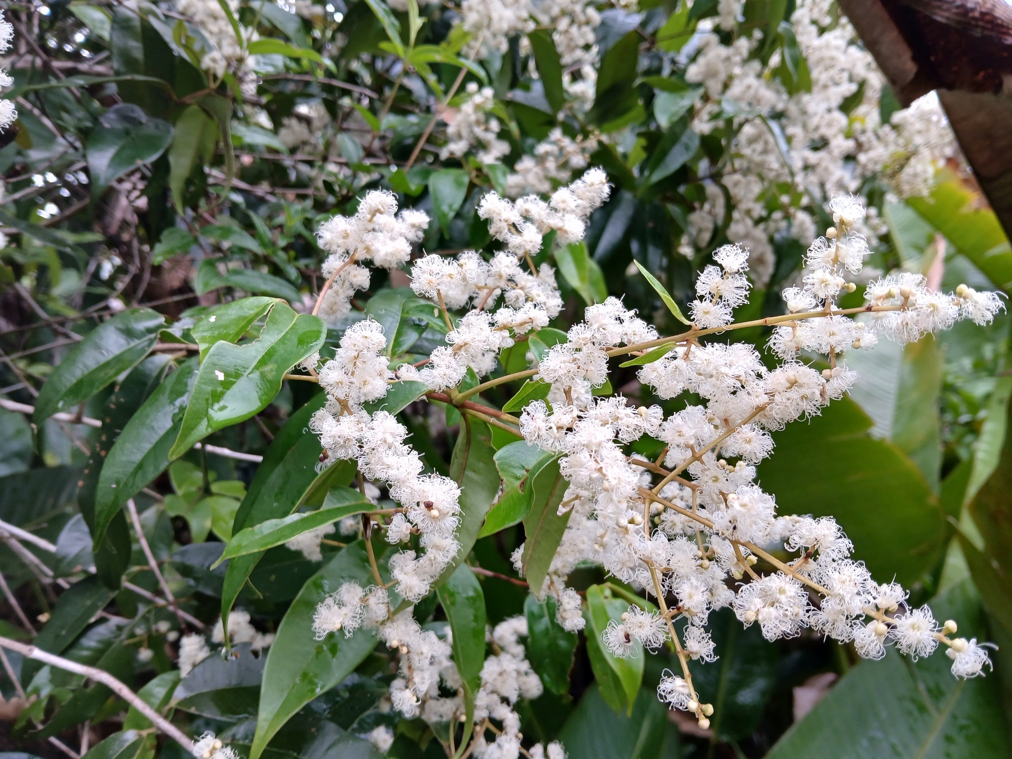 Imagem de Pedra-ume-caá