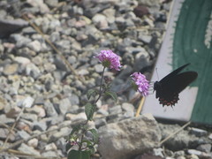 Mimoides thymbraeus aconophos