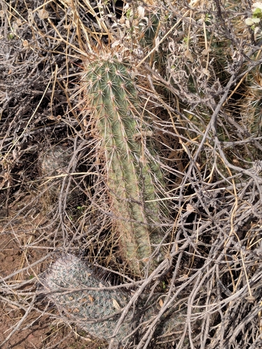 Image of Echinocereus bonkerae by (c) Rachel Stringham, some rights reserved (CC BY)