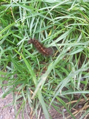 Spilosoma lubricipeda