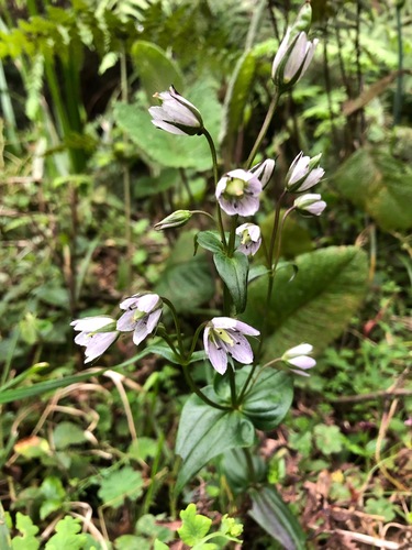 Swertia kilimandscharica