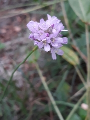 Armeria maritima