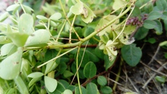 Oxalis dillenii