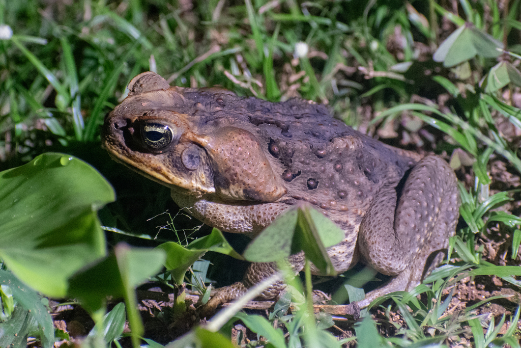 사탕수수두꺼비 from Maricao Afuera, Maricao 00606, Puerto Rico... by arobey63 · iNaturalist 사탕수수두꺼비 (Rhinella marina)