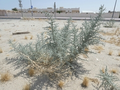 Cornulaca aucheri