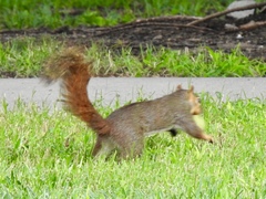 Sciurus niger