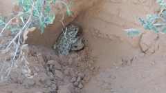 Bufotes viridis