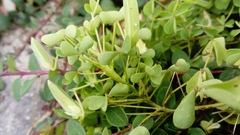 Oxalis dillenii