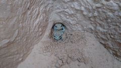 Bufotes viridis