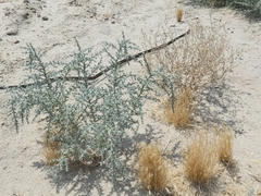 Cornulaca aucheri