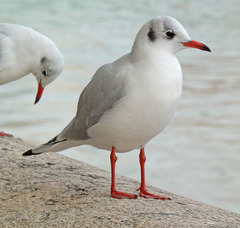 Chroicocephalus ridibundus