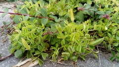 Oxalis dillenii