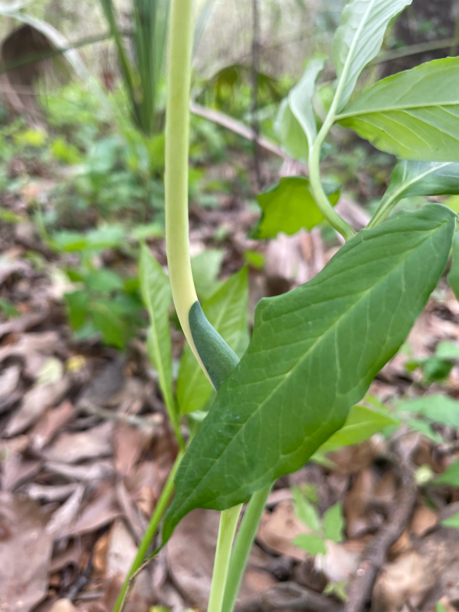 Imagem de Guanandi