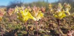 Lachenalia trichophylla