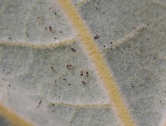 Corythucha confraterna