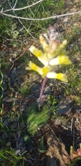 Lachenalia trichophylla