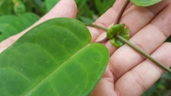 Cynanchum graphistemmatoides