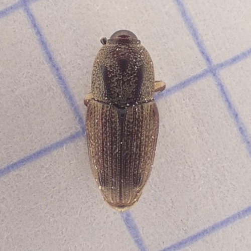 Hunting Billbug photo 6