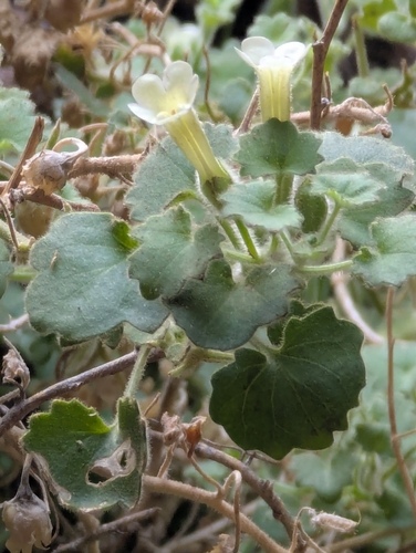 Brittlestem (Mabrya acerifolia)