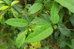 Cynanchum graphistemmatoides