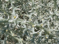 Cornulaca aucheri