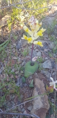 Lachenalia trichophylla