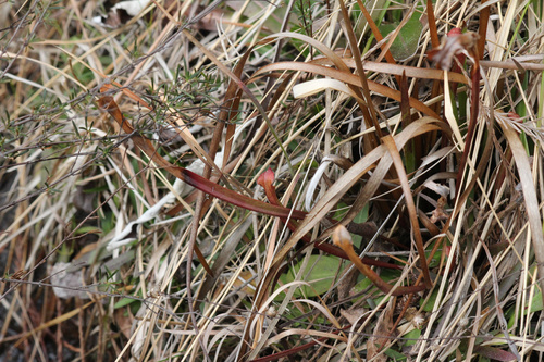 Sarracenia rubra