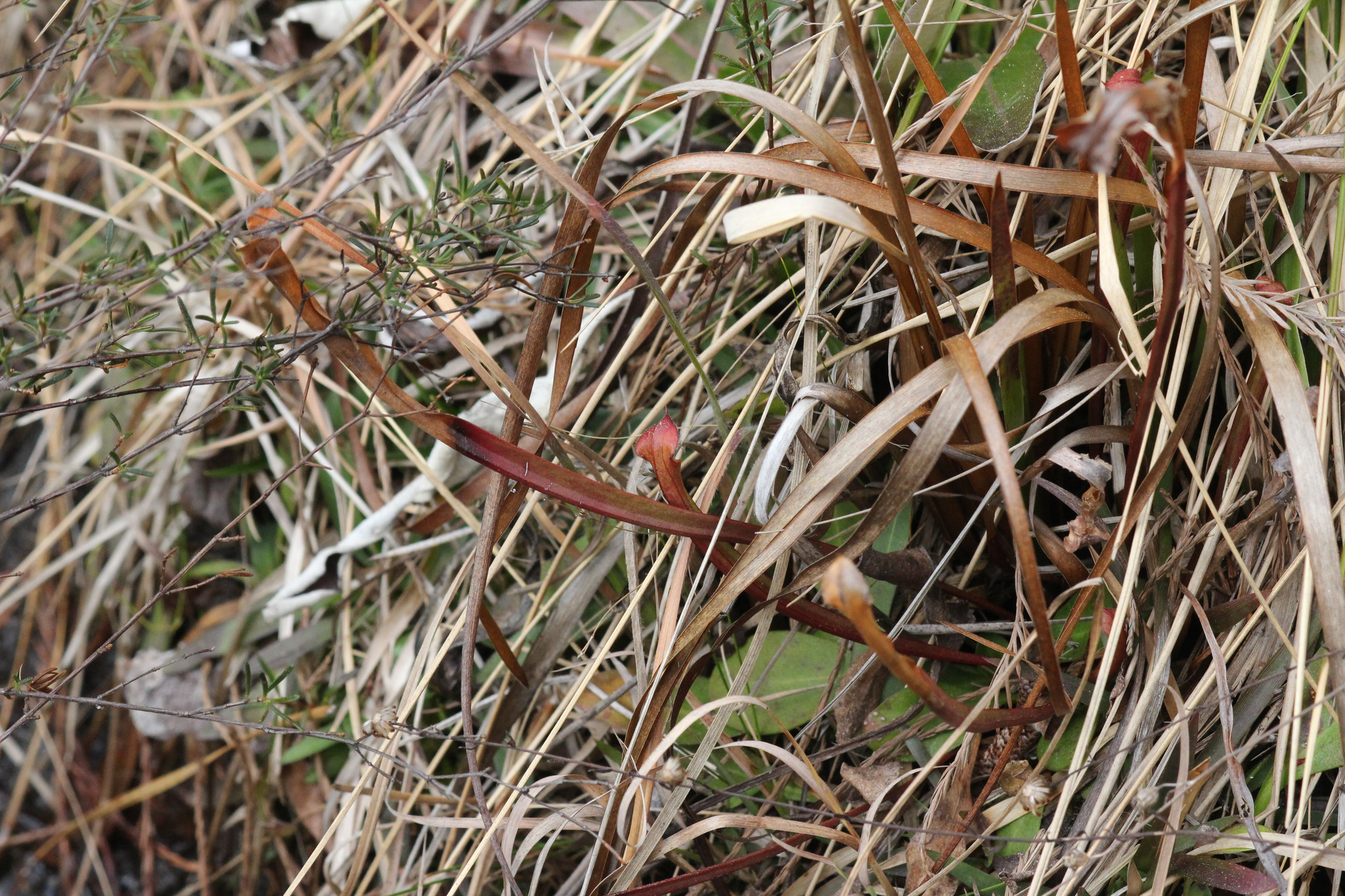 Sarracenia rubra
