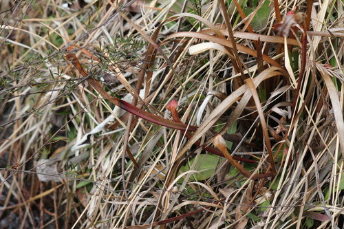 Sarracenia rubra