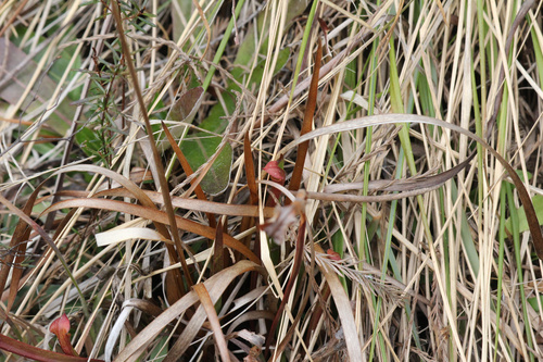 Sarracenia rubra