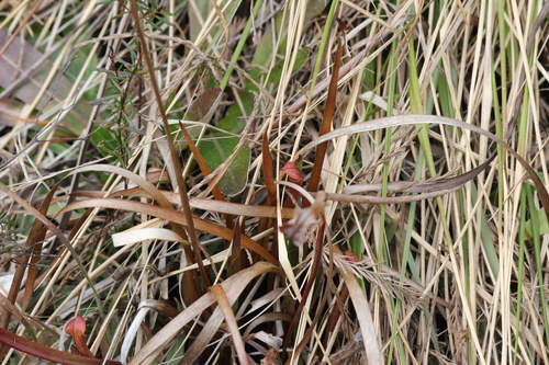 Sarracenia rubra
