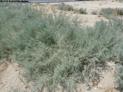 Cornulaca aucheri