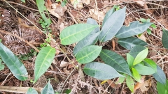 Cynanchum graphistemmatoides