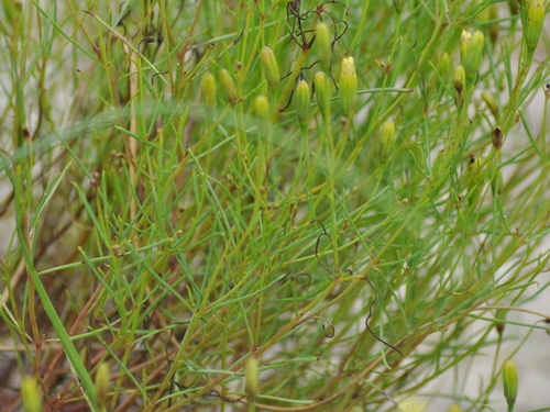 Image of Porophyllum Angustissimum (Porophyllum angustissimum) by (c) vinicius_s_domingues, some rights reserved (CC BY)