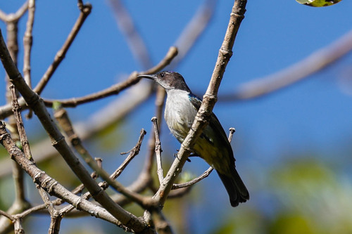 Uluguru Violet-backed Sunbird (Anthreptes neglectus), photo 2