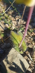 Lachenalia trichophylla
