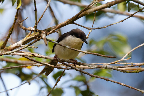 Black-headed Apalis (Apalis melanocephala), photo 7