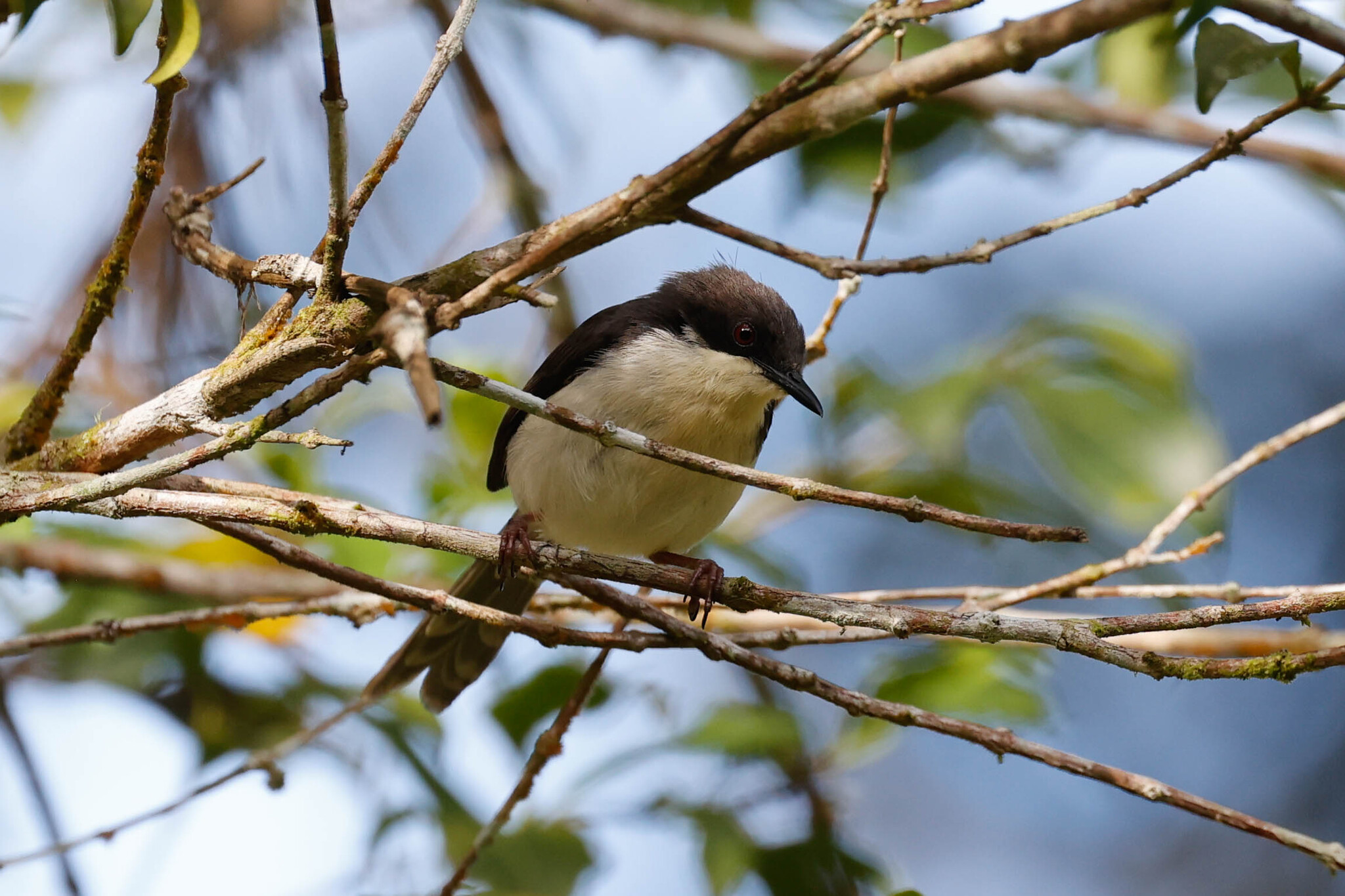 Black-headed Apalis (Apalis melanocephala), photo 3