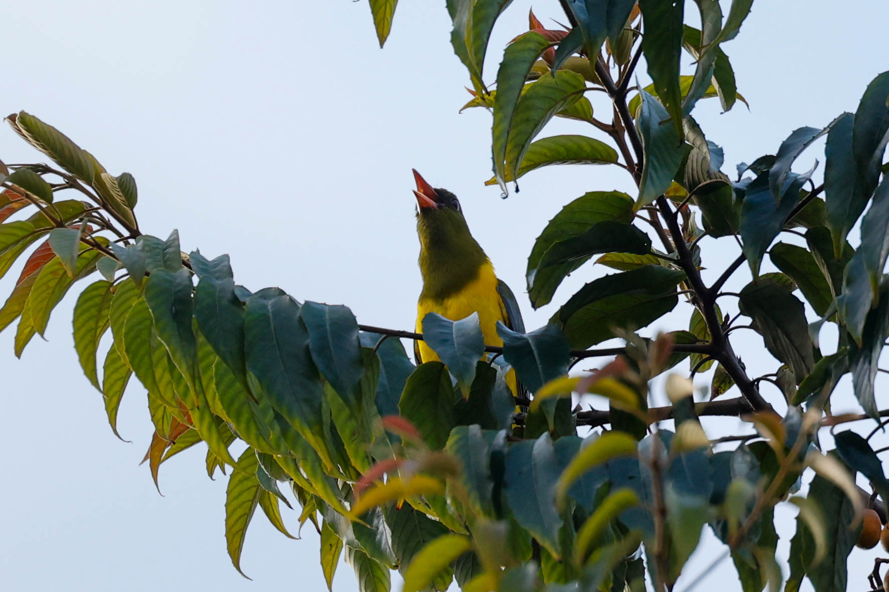 Green-headed Oriole (Oriolus chlorocephalus), photo 4