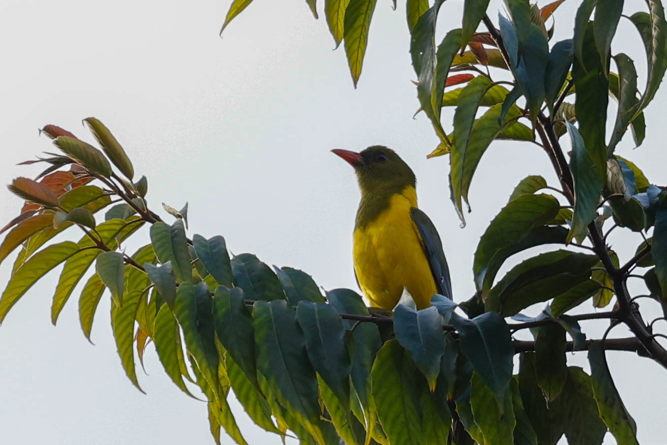 Green-headed Oriole (Oriolus chlorocephalus), photo 2